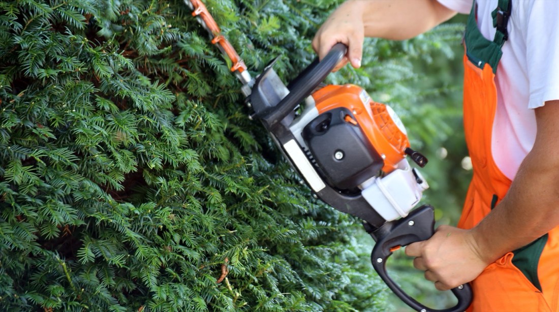 Hedge being pruned